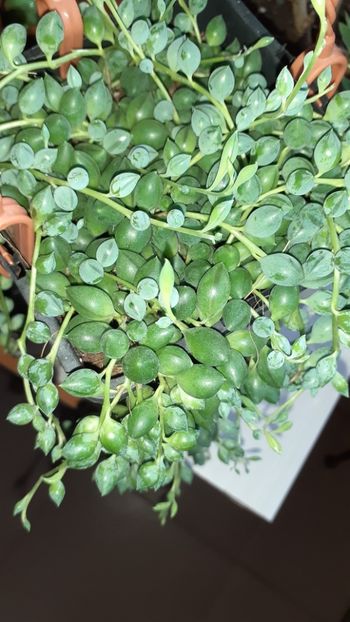  - Diverse plante
