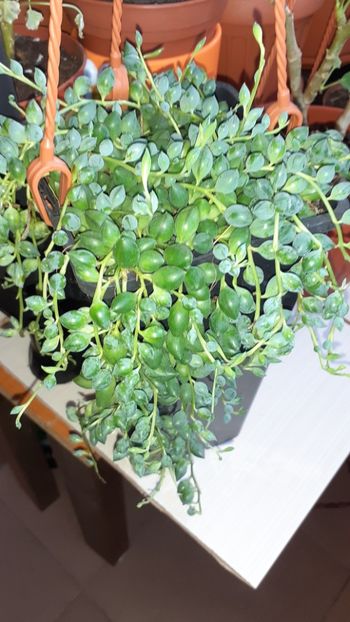  - Diverse plante