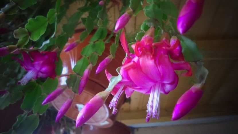 Schlumbergera - Culori 2020