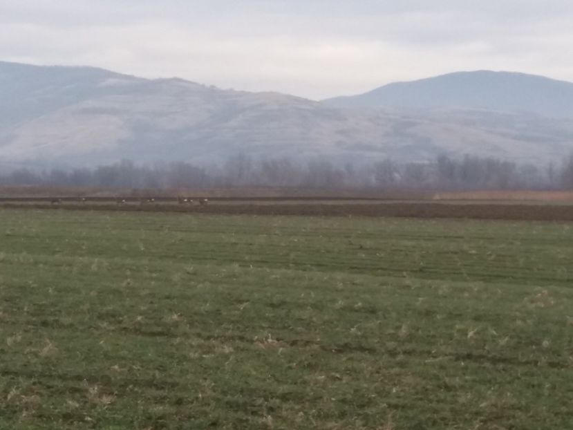  - Prima vînătoare în anul 2020