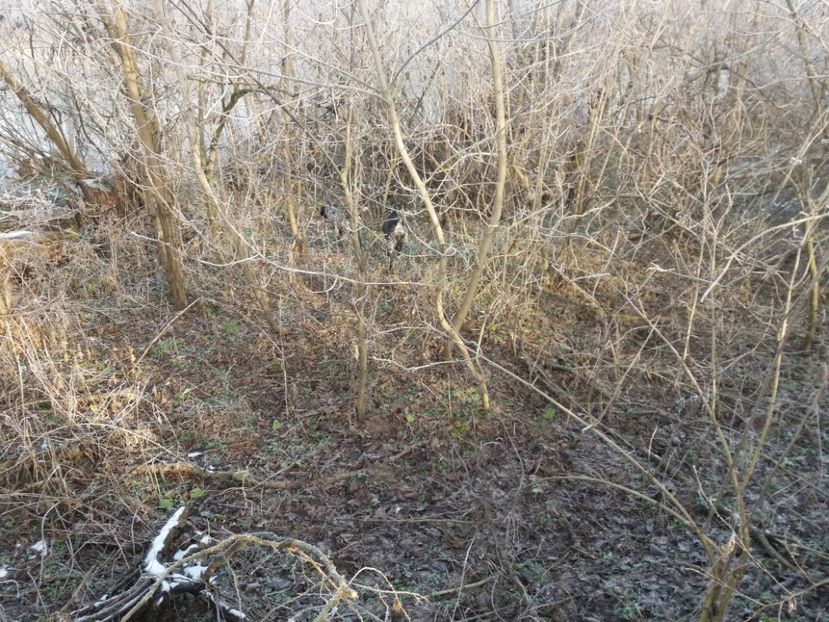  - Prima vînătoare în anul 2020