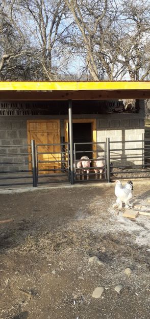  - Cotet porci