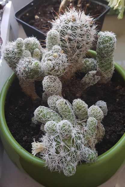 Mammillaria gracilis - Mammillaria