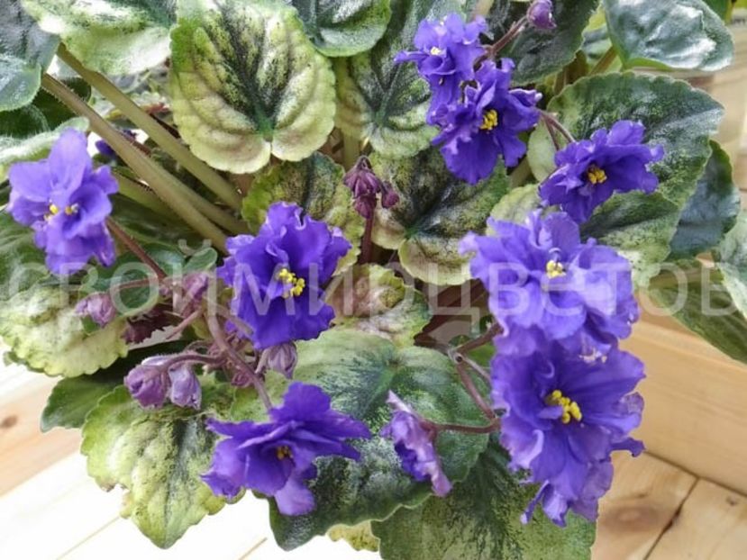 AN -Siniaya Reka - zzzAN -Siniaya Reka