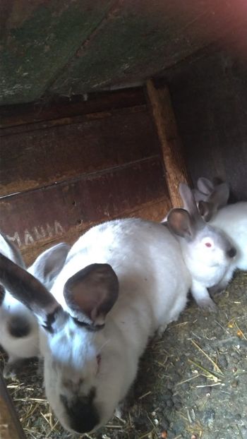 c123bc7d-9696-413f-a5d2-020190364fe8 - achizitii recente