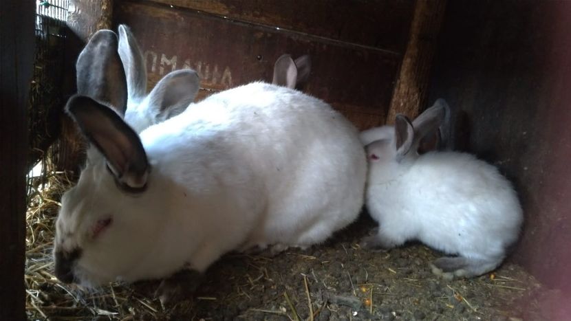 c1fe28ea-d534-483e-a865-2d171a39a51d - urias de transilvania