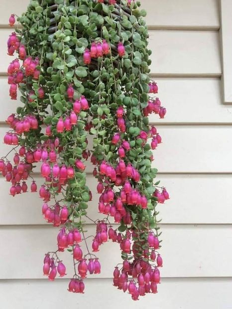 Kalanchoe uniflora Coral Bells - 011 Dorinte