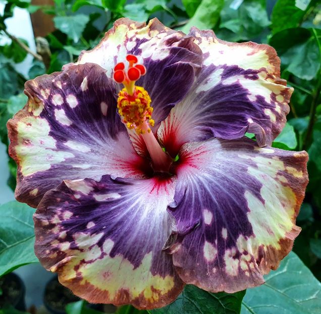  - Fabulous Moon Purple Ice