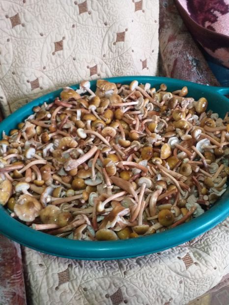  - bunatati