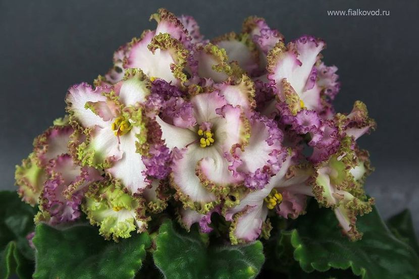 AV Zagadocinyi Les - ZZZAV Zagadocinyi Les