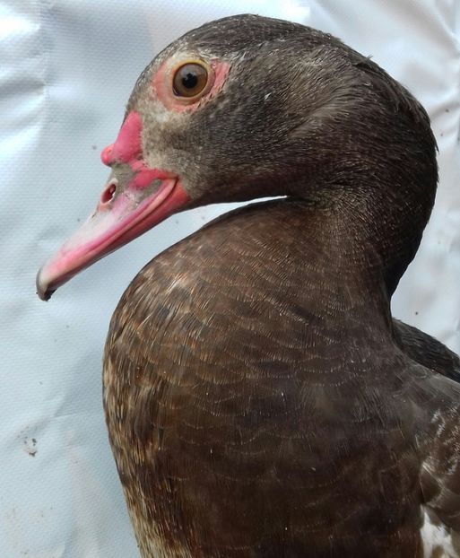 ciocolatiu barat - 0001 rate lesesti matca 2020 lot 2