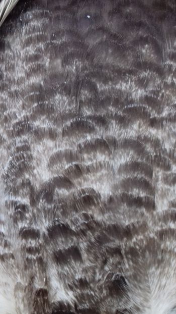 fond - 0001 rate lesesti matca 2020 lot 2