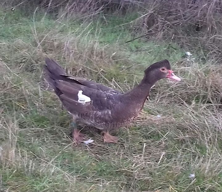 boboaca - 0001 rate lesesti matca 2020 lot 2