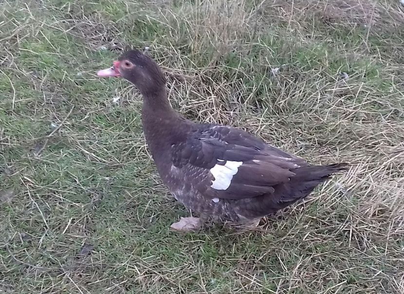 EE 2019 - 0001 rate lesesti matca 2020 lot 2