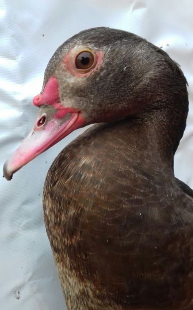 profil - 0001 rate lesesti matca 2020 lot 2