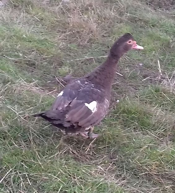 si vigilenta - 0001 rate lesesti matca 2020 lot 2