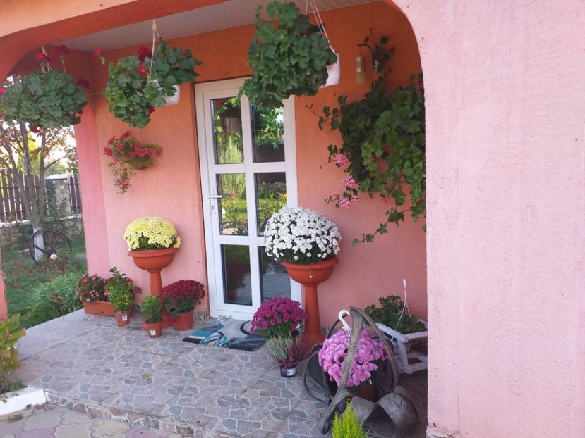  - gradina mea
