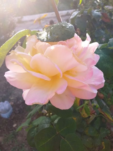  - gradina mea