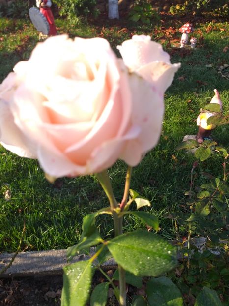  - gradina mea