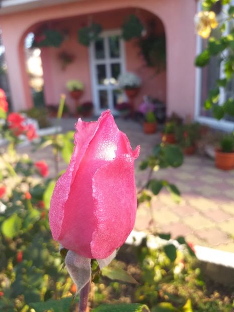  - gradina mea