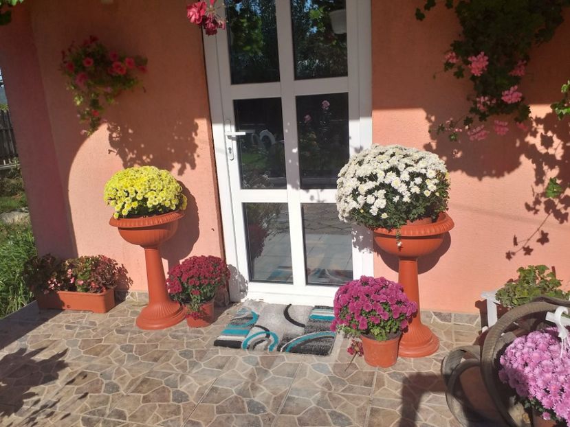  - gradina mea