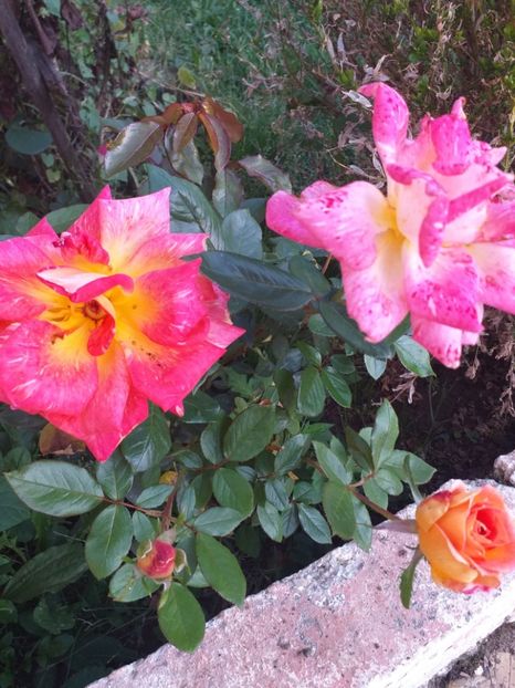  - gradina mea
