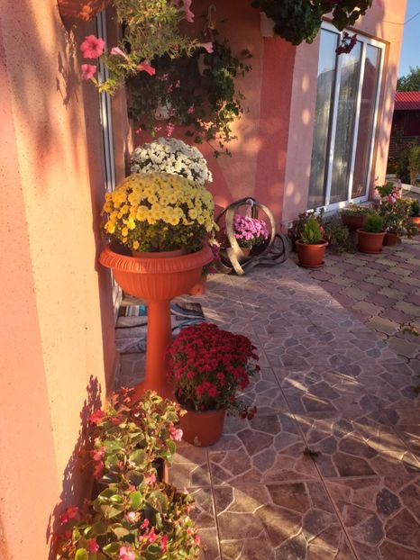  - gradina mea
