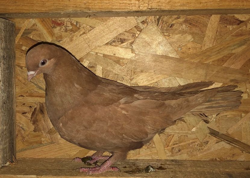 femelă  2019 - Plecați ALBUM 3