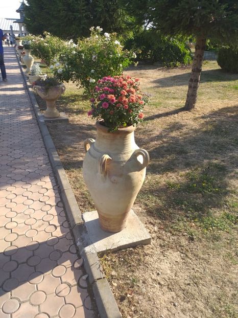  - gradina mea