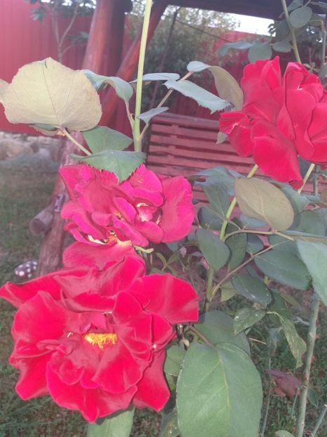  - gradina mea