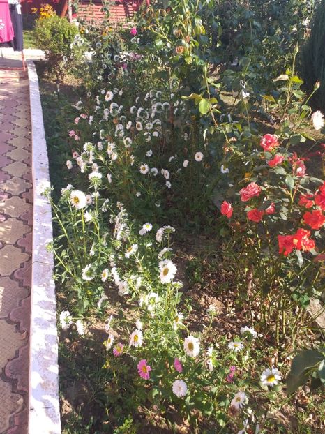  - gradina mea
