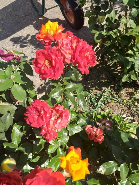  - gradina mea