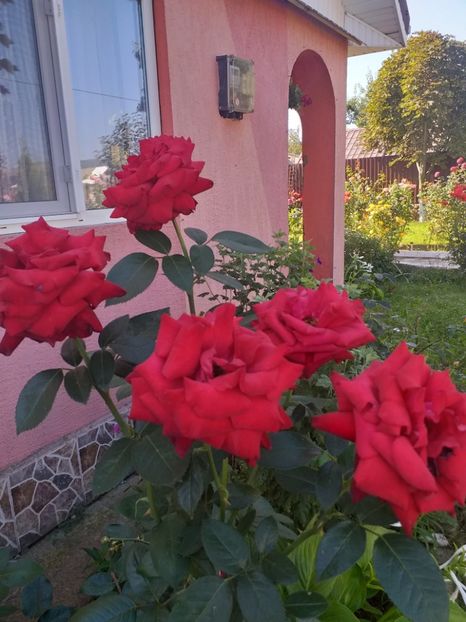  - gradina mea
