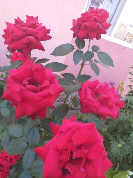  - gradina mea