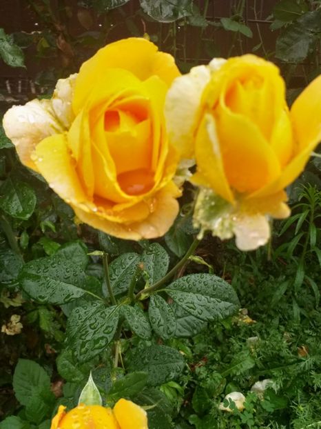  - gradina mea