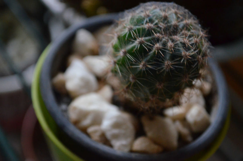  - suculente si cactusi