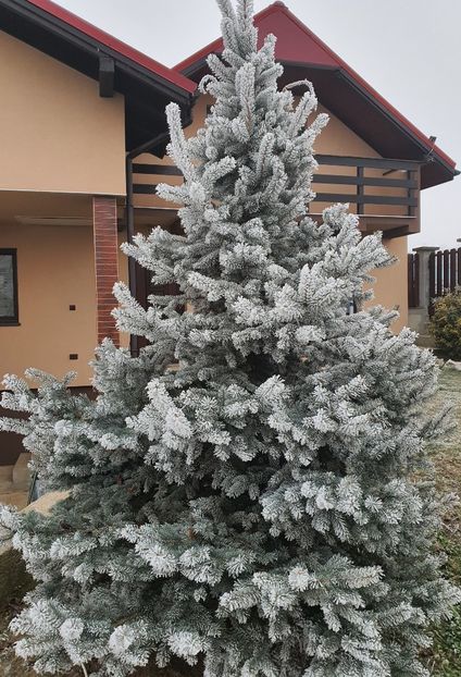  - X - PLANTE- FLORI DIN GRADINA