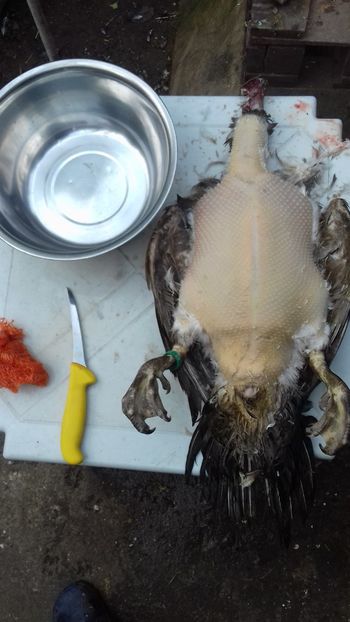 Ratoi dark ripple - Ofranda