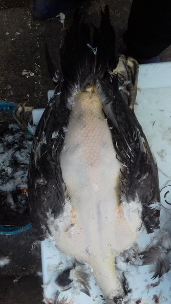 crescatoriei - Ofranda