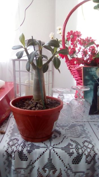 IMG-20200105-WA0002 - Adenium