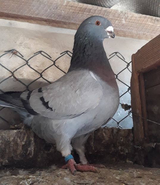  - Americani giant homer