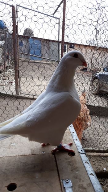 F - Americani giant homer