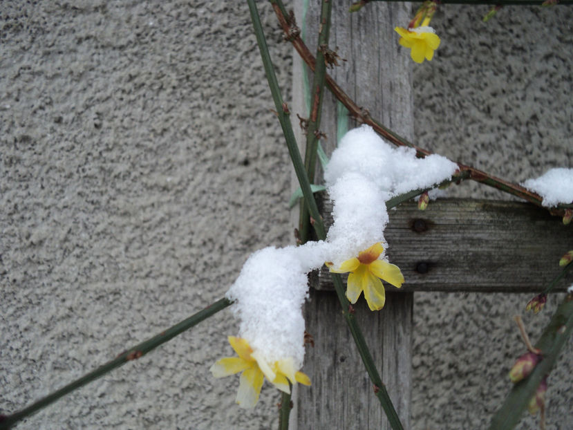 jasmin nudiflorum 5 ian.2020 - ARBUSTI CU FLORI