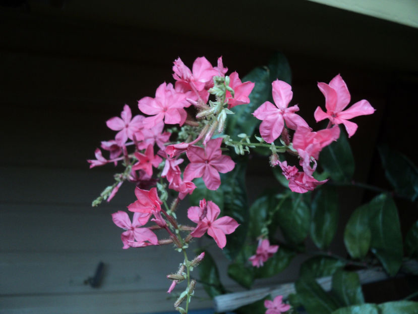 5 ian.2020 , mai decolorata dar pe baricade ! - PLUMBAGO