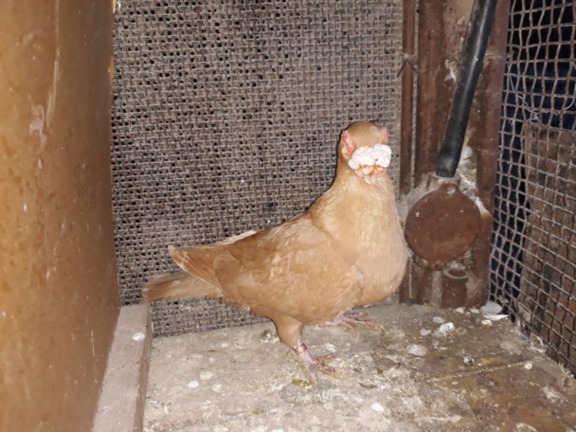 M 17 - Indian german 2020