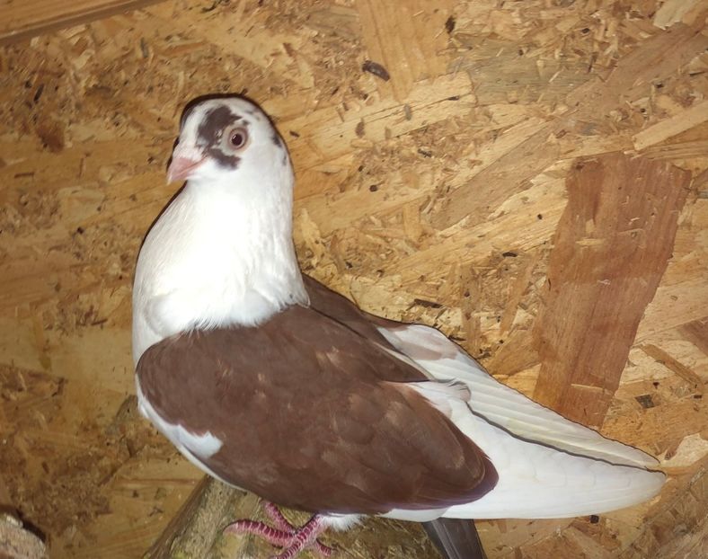 10840  femelă  2016 - Plecați ALBUM 3