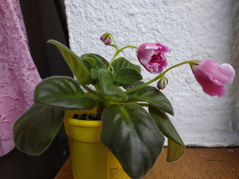 5 ianuarie 2020 - RM Volshebny Tulpan sau Magic Tulip