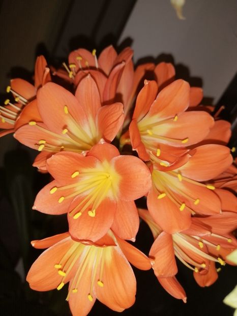  - CLIVIA