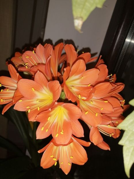  - CLIVIA