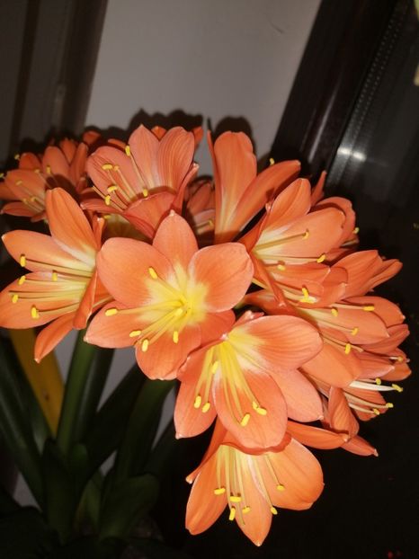  - CLIVIA